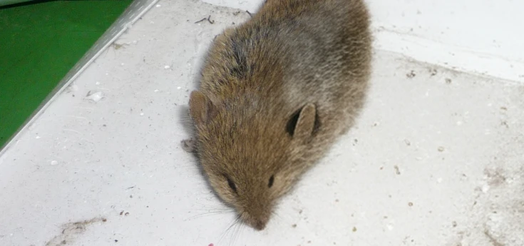 小動物(ネズミ・ハクビシン・アライグマ・コウモリ・その他害獣)の防除