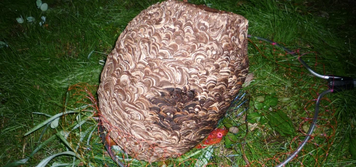 ハチ駆除、ハチの巣の除去、
シロアリやゴキブリ、毛虫駆除